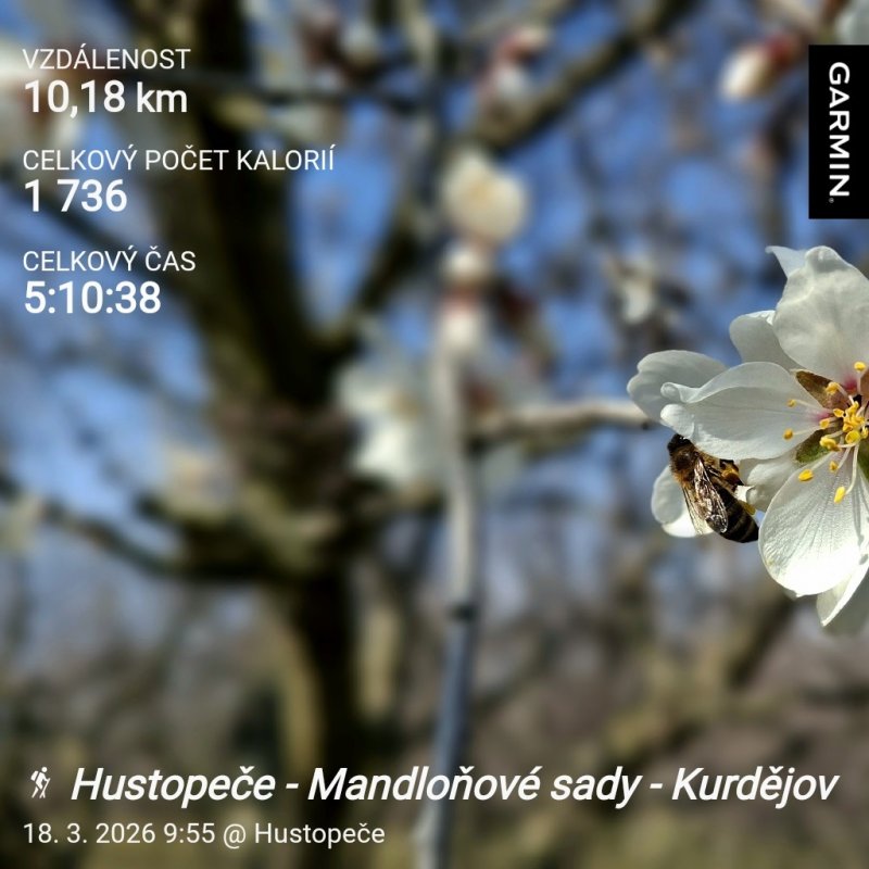 Hustopeče - Mandloňové sady - Kurdějov