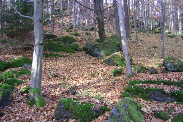 Z vycházky Klainovými chodníčky. Vedla B Sinčáková, foto Vraťka Navrátilová