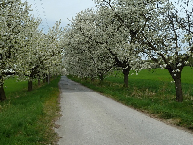 Z vycházky Mladějovice, arboretum Paseka. Vedla a foto Slávka Krejčí