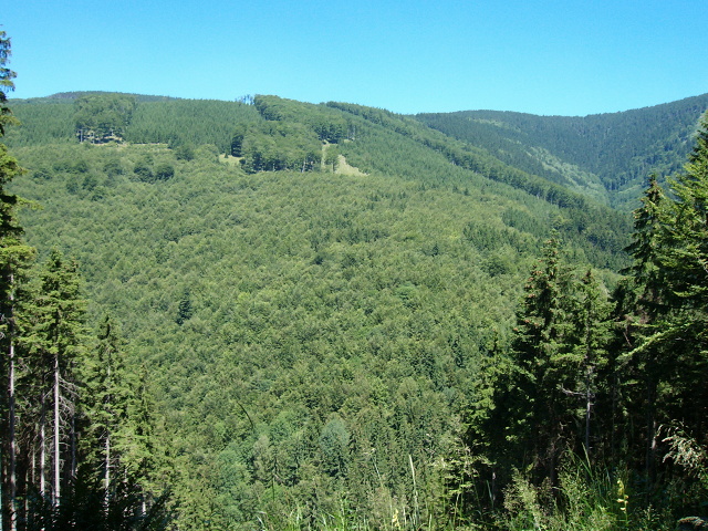 Z vycházky - Lesní ekostezkou Švagrov. Vedla Hana Krausová, Foto Hana Krausová