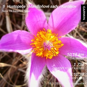 Hustopeče - Mandloňové sady - Kurdějov