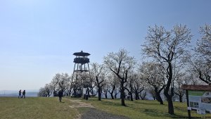 Hustopeče - Mandloňové sady - Kurdějov