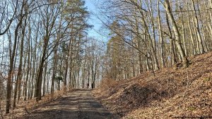 Šumperská zimní 50 - Hrabišín - Brníčko - Postřelmov