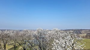 Hustopeče - Mandloňové sady - Kurdějov