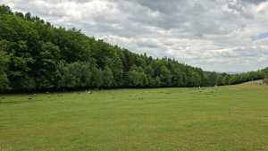 Pohořany - Strom splněných přání - Cesta světla - Bělkovice-Lašťany