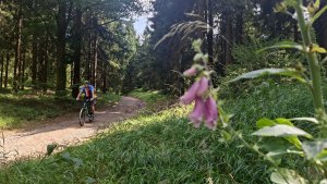 Šumperk - Buková hora - Suchý vrch - Červená Voda - Kocanda -  Šumperk