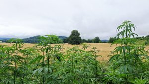 Kobylá nad Vidnavkou - Mojmírův rybník - Lánský vrch - Žulová