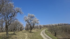 Hustopeče - Mandloňové sady - Kurdějov