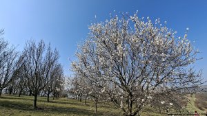 Hustopeče - Mandloňové sady - Kurdějov