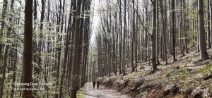 Červenohorské sedlo - Sedlo pod Vřesovkou - Kouty nad Desnou