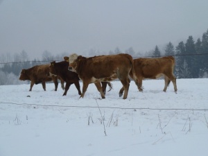 Z vycházky Kopřivná_Rovinka_Hanušovice. ved.Hruba,foto SlávkaaVojtaKrejčí