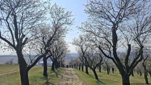 Hustopeče - Mandloňové sady - Kurdějov