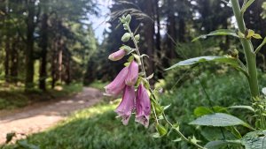 Šumperk - Buková hora - Suchý vrch - Červená Voda - Kocanda -  Šumperk