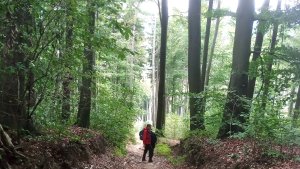 Javořina - Velká Javořina - Holubyho chata - Květná