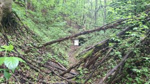Lesní zážitková NS - Komňátka - štola Mařka – Bohdíkov - Komňátka