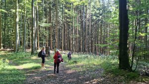 Lázně Jeseník – Studniční vrch - Jeseník