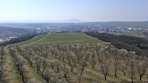 Hustopeče - Mandloňové sady - Kurdějov