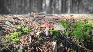 Lázně Jeseník – Studniční vrch - Jeseník