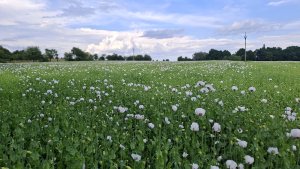Šumperk – Štíty -  Lázek - Hoštejn - Zábřeh - Šumperk
