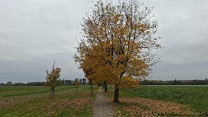 Rajhrad - Židlochovice - rozhledna Akátová věž - Blučina