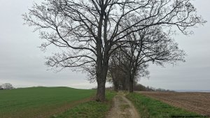 Javorník - Čertovy kazatelny  - Rychleby - Tančírna