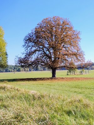 Pohansko
