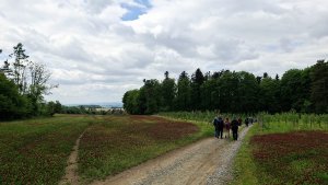 Pohořany - Strom splněných přání - Cesta světla - Bělkovice-Lašťany