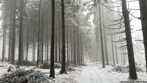 Písařovské sedlo - Spálenisko - Kocanda
