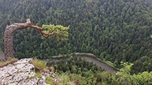Krościenko nad Dunajcem - Sokolica - Czertezik - Czerteż