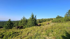 úplněk Ovčárna - Praděd - Ovčárna - Pecný - Skřítek