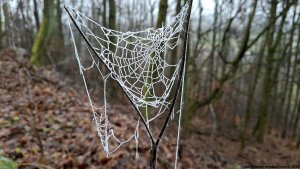 zpívání koled...Rapotín - Maršíkov - Velké Losiny