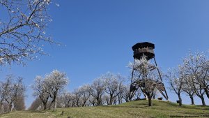 Hustopeče - Mandloňové sady - Kurdějov
