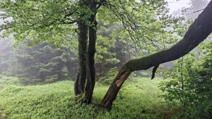 Vysoké Žibřidovice - Cibulka - Sviní hora - Vojtíškov - Podlesí