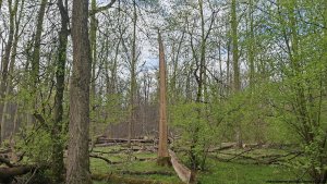 Litovelským pomoravím - Obelisk - Moravičany
