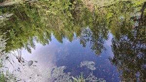 Pohořany - Strom splněných přání - Cesta světla - Bělkovice-Lašťany