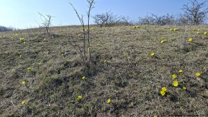 Hustopeče - Mandloňové sady - Kurdějov