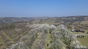 Hustopeče - Mandloňové sady - Kurdějov