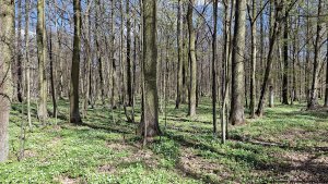 Moravičany - CHKO Litovelské Pomoraví - Střelice
