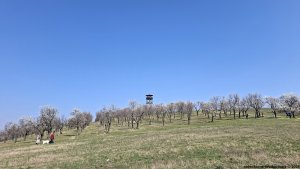 Stezka věnovaná výhradně mandloním vás provede místními mandloňovými sady. Má sedm zastavení a lze si vybrat dva okruhy. Na vyhlídce se můžete těšit na panoramatický a daleký výhled do krajiny.