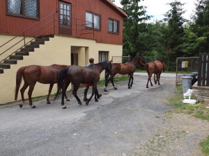 U Chaty pod věží.
