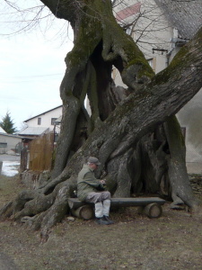 Mladějovická lípa ( 2. místo v anketě Strom roku v ČR 2009)