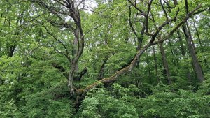 Pohořany - Strom splněných přání - Cesta světla - Bělkovice-Lašťany