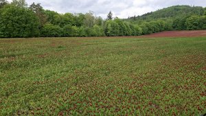 Pohořany - Strom splněných přání - Cesta světla - Bělkovice-Lašťany