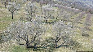 Hustopeče - Mandloňové sady - Kurdějov