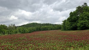 Pohořany - Strom splněných přání - Cesta světla - Bělkovice-Lašťany