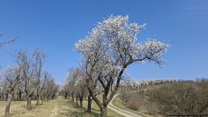 Přírodní památka Kamenný vrch u Kurdějova