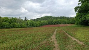 Pohořany - Strom splněných přání - Cesta světla - Bělkovice-Lašťany