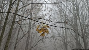 Řídeč - Oltářní kámen - Chabičov - Dolní Žleb