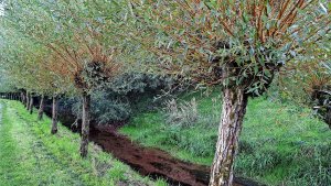 Česká Skalice - Národní přírodní památka Babiččino údolí