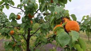 Kobylá nad Vidnavkou - Mojmírův rybník - Lánský vrch - Žulová